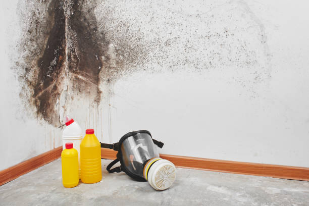 Best Mold Damage Repair  in Bakersfield, CA