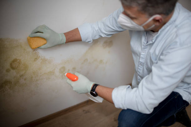 Best Mold Inspection  in Bakersfield, CA