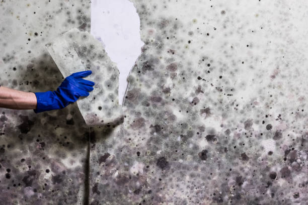 Best Emergency Mold Removal  in Bakersfield, CA