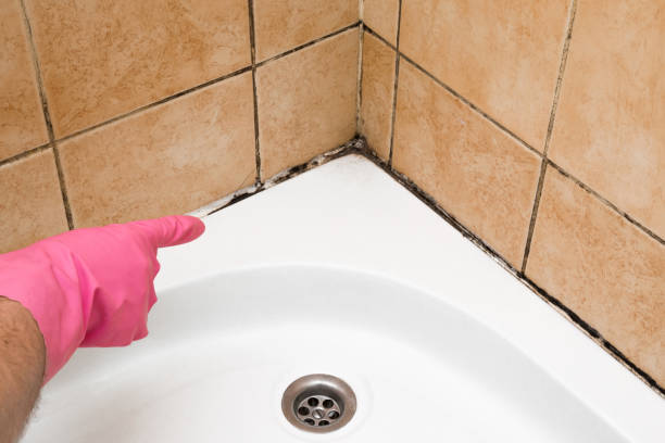 Home Mold Removal in Bakersfield, CA
